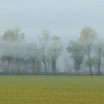 The Morning the Trees Disappeared