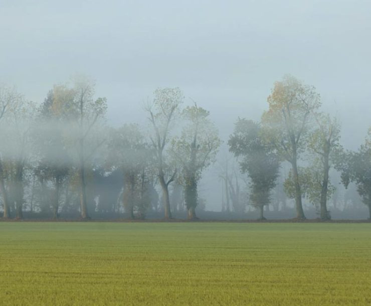 The-Morning-the-Trees-Disappeared